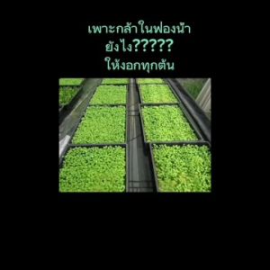 ฟองน้ําเนื้อละเอียด รุ่น LX ขนาด1x1x1 นิ้ว 5 แผ่น/ห่อ