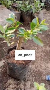 Bibit apel merah okulasi unggul siap berbuah