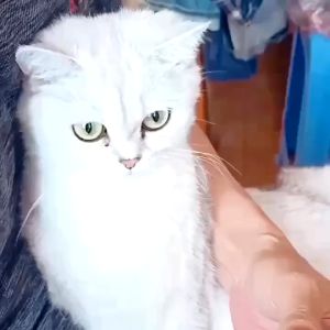 【COD】130PCS/Box  Pet Wet Wipes Eye Tear Ear Stain Remover Cleaning Portable Wet Towels for Dog Cat Pet