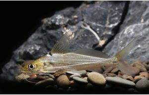 Mystus Catfish/Ornamental fish/Freshwater/Readystock