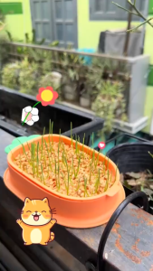 Bộ Kit Trồng Cỏ Mèo Thủy Canh Hình Cà Rốt Hỗ Trợ Tiêu Hóa Cho Mèo - iPet Shop