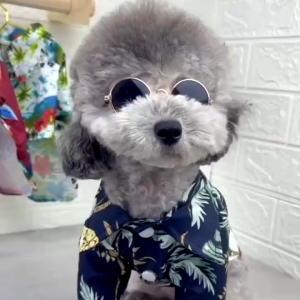 Baju Hawai Untuk Anjing Kucing Anabul | Kostum Kaos Kemeja Hawaii Aloha | Pet Aloha Hawai Shirt Clothes GPO