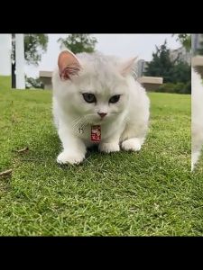 ปลอกคอแมวปรับได้พร้อมกระดิ่งน่ารัก วัสดุผ้าตาข่าย สีสันสดใส สำหรับสัตว์เลี้ยงทุกสายพันธุ์