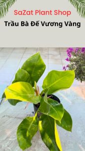 Cây trầu bà đế vương lá vàng cao 25-35cm cây cảnh mini kiểng lá phong thủy để bàn trồng trong nhà văn phòng SaZat Plant