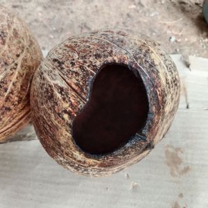 บ้าน ชูการ์ไกรเดอร์ หนูแฮมสเตอร์ นกแก้ว กระรอก กระถางต้นไม้เถา