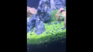 【SG Seller】500g❤️Aquarium Substrate❤️Aqua Black Soil Mud Gravel For Fish Shrimp Tank Aquatic Plant Growth