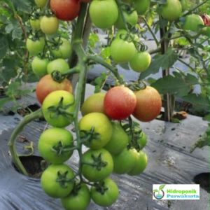 Benih Tomat MILA F1 5 gram Buah Oval Dataran Rendah Menengah Cap Naka Seed