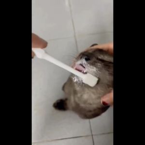 PETLOVER Cat Toothpaste and Tooth Brush Berus Gigi dan Ubat Gigi Kucing Cat Toothbrush Cat Brush Teeth 猫牙刷
