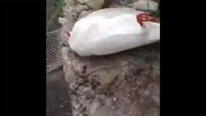 ยาเบื่อนกพิราบกำจัดพิราบและนกทุกชนิด เหยื่อกำจัดนก ยาฆ่านกพิราบ 500g ยากำจัดนกพิราบ เหยื่อกำจัดนกพิราบ ทำลายอวัยวะภายในตายใน 1วัน แลนเนท ยาเบื่อนก ผลิตจากธัญพืชที่นกชอบกินแห้งเร็วและไม่มีกลิ่น กินง่ายตายไวชนิดไม่ต้องผสมอาหาร ยาเบื่อนก พิราบ ไล่นกพิราบถาวร