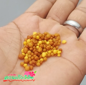 ออสโมโค้ท ปุ๋ยละลายช้า ถุงขนาด 1 กก.สูตรเสมอ 13-13-13 บำรุงต้น ปุ๋ยล่ะลายช้าสูตรสามเดือน ปุ๋ยสูตรเสมอบำรุงต้น