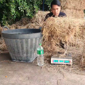 ฟาง ฟางก้อน ฟางข้าว ฟางแห้ง ฟางข้าวอัดก้อน ส่งจากนครปฐม ราคาหน้าไร่มาเอง ไม่เก่า อัดใหม่ไม่ขึ้นรา