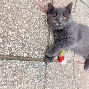 MAINAN KUCING TIKUS BULU BERWARNA BERGERAK PET TOYS CAT MAINAN KUCING TIKUS TIKUSAN LUCU MURAH