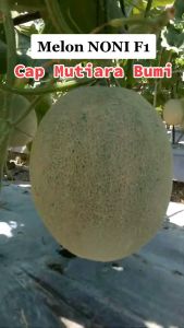 BENIH MELON HIBRIDA TAHAN VIRUS NONI F1 ISI 40 BUTIR BENIH CAP MUTIARA BUMI