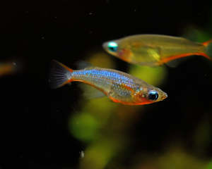 Daisys Blue Ricefish/Ornamental fish/Freshwater/Readystock