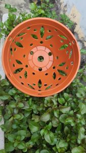 chậu nhựa trồng lan giả đất nung phi 14cm 18cm 21cm