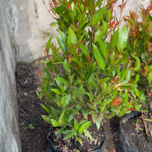 (ส่งฟรี)ต้นคริสติน่า (ต้นสูง 70-80cm.) ต้นไม้มงคล ปลูกประดับ ตกแต่งทำแนวรั้ว ใช้เวลาจัดส่ง 5-7 วัน