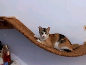KESET garukan cakaran kucing serabut kelapa ukuran 90cm×30cm