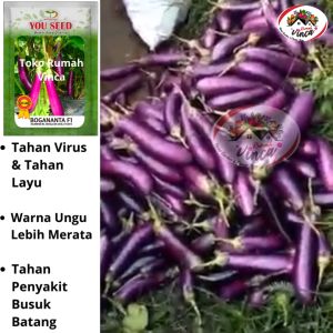 Benih Bibit Terong Ungu BOGANANTA F1 5g dari YOU SEED