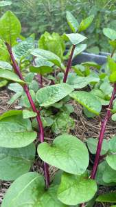 ผักปรังแดง ออแกนิกเก็บสด (บรรจุ200กรัม)