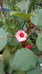 MM- Rozel / Roselle Live Plant Sapling