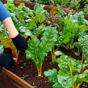 Hạt giống rau cải cầu vòng ( rau cải 7 màu ) CT5579 - 1 gói 100 hạt