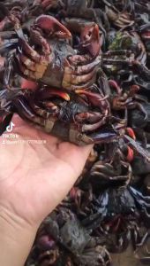 MẮM BA KHÍA  NGUYÊN CON SIÊU CHẮC THỊT- ĐẶC SẢN TỨ DANH BAO NGON- Vựa Khô Minh Triết