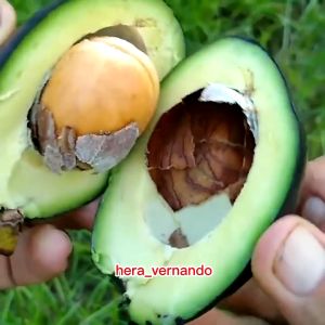 Bibit Alpukat Malama Super Okulasi Cepat Berbuah