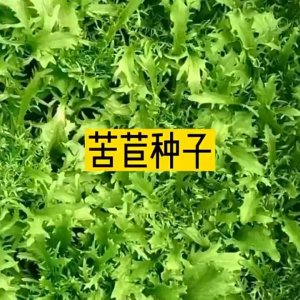 2000 เมล็ดเมล็ดพันธุ์ผักสลัดเอนไดว์ไฟร์ซี ผักสลัด ผักสลัดเอนไดว์ไฟร์ซี งอกง่ายโตไวพุ่มใหญ่ทานอร่อย