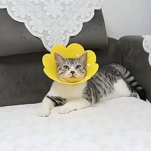 คอลล่าแมว คอลล่าสุนัข ปลอกคอกันเลีย Pet Elizabeth Collar คอลล่ากันเลีย การป้องกันไม่ให้สัตว์เลี้ยงเลียแผล 【XS/S/M/L】