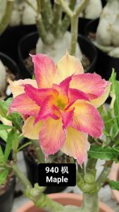 Adenium Obesum Bonsai ID 940 Maple 枫 富贵花