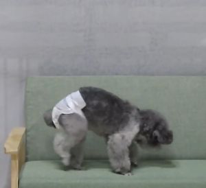 Pet Diaper Female Male Cat Dog Pamper Kitten Diapers Absorbent Pet Sanitary Pants 宠物尿布纸尿裤