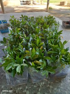 ต้นลำใยคริสตันสีม่วงจัมโบ้ของแท้100% ขนาดความสูง 25-30เซน พร้อมลงปลูกได้เลย