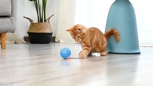 ikan mainan kucing Cat Toy Automatic Cat Ball Interactive Cat Toy Self Rotating Ball Automatic Rotation Ball Feather Toy 自动旋转猫球