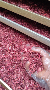 Bawang Dayak kering 100 gram  Teh bawang dayak Herbal