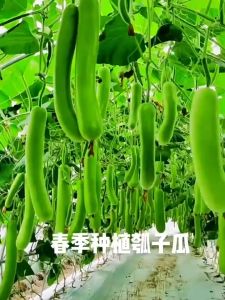 Long Bottle Gourd Seeds-20 Seeds Giant Long Variety Loofah Sponge Gourd UPO Vegetable Seeds Pugua Seeds for Planting Gourd Plants Seeds