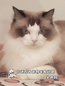 Portable Electrostatic Flat Mop Tisu Pengelap Lantai Mop Tisu Pakai Buang Dust Removal Paper Disposable Wet Tissue 拖把 Mop And Squeeze Mop And Sweep Robot - Lazada