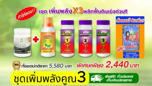 ฟื้นดินเร่งด่วน ช่วยแก้ปัญหา รากเน่า โคนเน่า เน่าคอดิน มาใช้ซอฟติมเพื่อเลี่ยงเส้นเลือด ด้วยจุลินทรีย์ที่ไม่เป็นอันตรายต่อคนและสัตว์