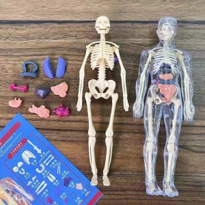 3D Human Torso Model Children DIY Assembled Puzzle Human with Removable Organ Early Science Education Kid School Medical for Kid