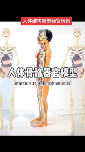 [SG STOCK]Human Skeletal Model Body + Skeleton + Organs Detachable 28CM
