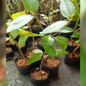 Cây Hoa Mua giống trang trí vườn cực đẹp