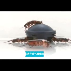 【 In Stock 】12pcs/Box Cockroach Catch Room Black Box Trap Killer Strong Cockroach Medicine Non-toxic Safe Cockroach Killer Pembunuh Lipas蟑螂药