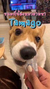 (ซื้อ 3 แพ็ค แถมฟรี 1 แพ็ค) Tamago Mouzze ทามาโกะ มูซ ขนมสุนัข ขนมหมา โซเดียมต่ำ โรคไตกินได้