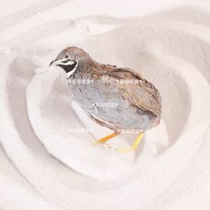 Bathing Sand for Quails Bathing Pan Bath Room Lixian Chicken Pet Supplies Odor Eliminator Summer Pad Bath Tub Sand Pit