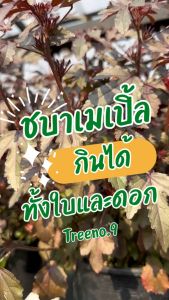 Treeno.9 T31 ชบาเมเปิ้ล ล๊อตใหม่ กระถาง 8 นิ้ว สูงสวยกว่าเดิม ไม้ประดับ ใบดอกสีสวยสดใส แดงอมม่วง