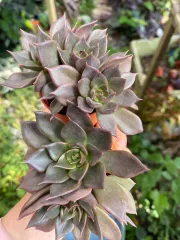Echeveria 'Claudia' Rose Succulent 克罗地亚玫瑰多肉植物| Lazada
