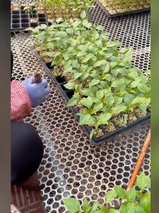 🌱1ชิ้นใช้ซ้ำได้ 20ครั้ง🌱ถาดเพาะ หนา 1 มม น้ำหนัก 150 กรัมขนาด50หลุม/105หลุม/200หลุม (สเปค10/100ชิ้น) วัตถุดิบโพลีเอทิลีน ครีมกันแดด ปลอดสารพิษ น้ำซึมผ่านได ถาดเพาะกล้า ถาดเพาะเมล็ด ถาดเพาะชำ ถาดเพาะต้นกล้า ถาดเพาะต้นอ่อน ถาดเพาะปลูกผัก