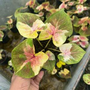 บอนสี รัศมีจันทร์ กระถาง 6 นิ้ว