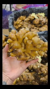 Gừng Sẻ Ruột Vàng Đắk Lắk Nguyên Bẹ Củ To Sẵn Mầm - Trồng Bonsai Thủy Sinh Làm Mứt Gia Vị Nấu ăn