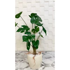 Pohon Daun Tanaman Imitasi Monstera Akar X12 Latex Artificial Pot Keramik Bulat Dekorasi Ruangan