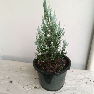 สนบลูใบฟ้า กระถาง8นิ้ว